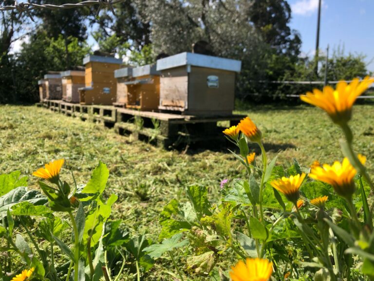 A Posta Faugno le api lavorano per produrre il miele “Volìo”